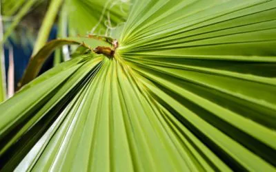 Nachhaltiges Einweggeschirr – aus Palmblättern